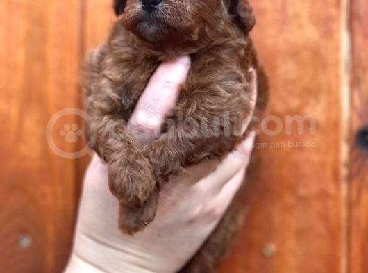 Show Kalite Toy Garantili Red Brown Yavrularim