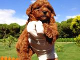 Show Kalite Toy Garantili Red Brown Yavrularim