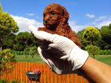 Show Kalite Toy Garantili Red Brown Yavrularim