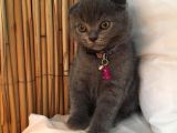 Her Eve Bir Kedi