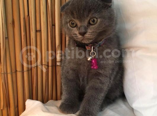Her Eve Bir Kedi görsel