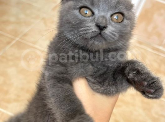 Her Eve Bir Kedi görsel