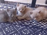 Her Eve Bir Kedi