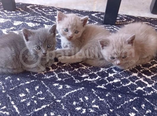 Her Eve Bir Kedi görsel