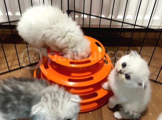 Her Eve Bir Kedi görsel
