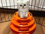 Her Eve Bir Kedi