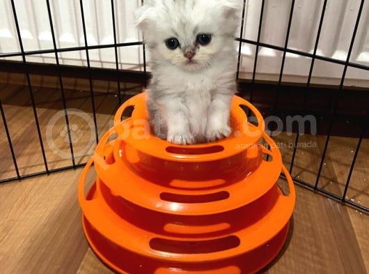 Her Eve Bir Kedi