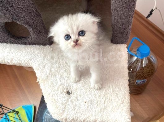 Her Eve Bir Kedi görsel