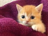 Her Eve Bir Kedi