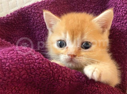 Her Eve Bir Kedi görsel