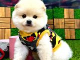 A Kalite 2 Aylık Erkek Pomeranian Boo Yavrumuz