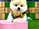 A Kalite 2 Aylık Erkek Pomeranian Boo Yavrumuz