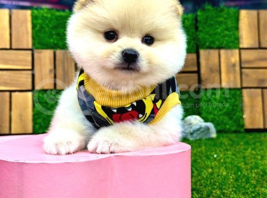 A Kalite 2 Aylık Erkek Pomeranian Boo Yavrumuz görsel
