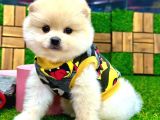 A Kalite 2 Aylık Erkek Pomeranian Boo Yavrumuz