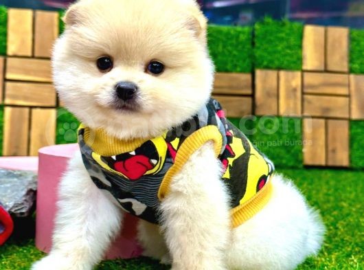 A Kalite 2 Aylık Erkek Pomeranian Boo Yavrumuz