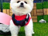 Karbeyaz Dişi Pomeranian Boo Yavrumuz