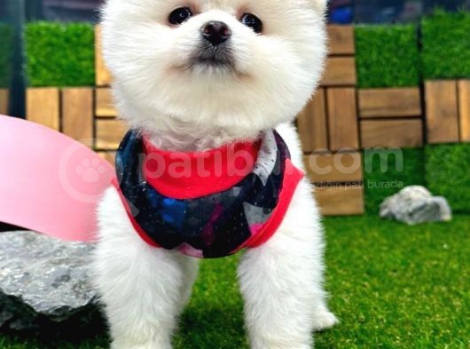 Karbeyaz Dişi Pomeranian Boo Yavrumuz görsel