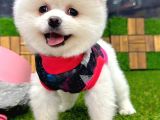 Karbeyaz Dişi Pomeranian Boo Yavrumuz