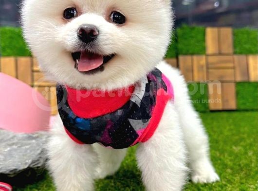Karbeyaz Dişi Pomeranian Boo Yavrumuz görsel