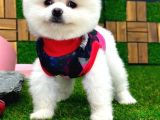 Karbeyaz Dişi Pomeranian Boo Yavrumuz