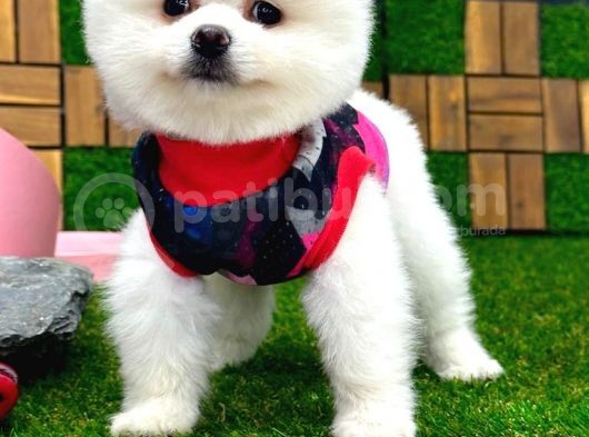 Karbeyaz Dişi Pomeranian Boo Yavrumuz