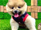 Microchipleri Mevcut Dişi Ve Erkek Pomeranian Boo Yavrularımız