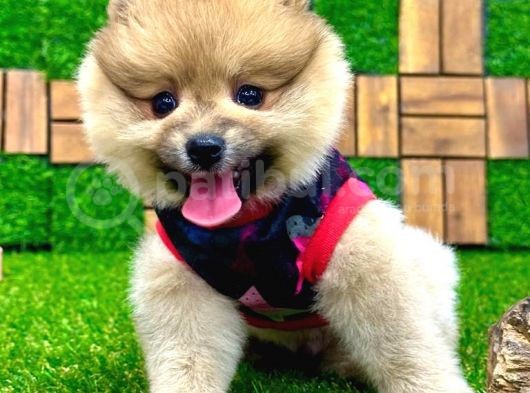 Microchipleri Mevcut Dişi Ve Erkek Pomeranian Boo Yavrularımız görsel