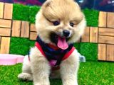 Microchipleri Mevcut Dişi Ve Erkek Pomeranian Boo Yavrularımız