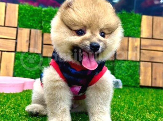 Microchipleri Mevcut Dişi Ve Erkek Pomeranian Boo Yavrularımız görsel