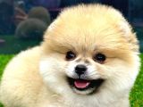 Microchipleri Mevcut Dişi Ve Erkek Pomeranian Boo Yavrularımız