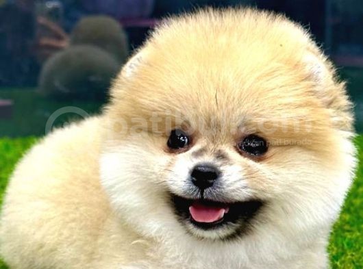 Microchipleri Mevcut Dişi Ve Erkek Pomeranian Boo Yavrularımız görsel