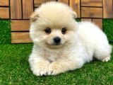 Microchipleri Mevcut Dişi Ve Erkek Pomeranian Boo Yavrularımız