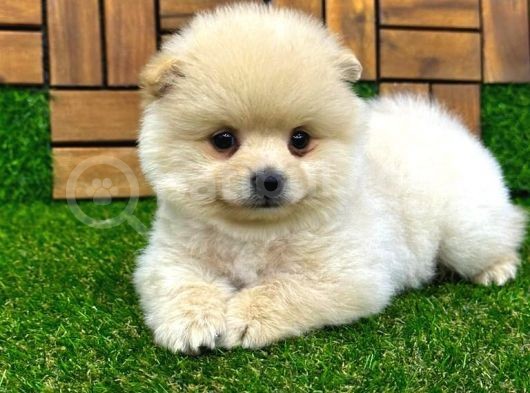 Microchipleri Mevcut Dişi Ve Erkek Pomeranian Boo Yavrularımız görsel