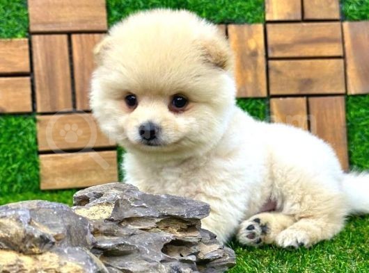 Microchipleri Mevcut Dişi Ve Erkek Pomeranian Boo Yavrularımız görsel