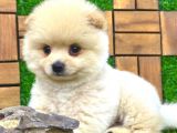 Microchipleri Mevcut Dişi Ve Erkek Pomeranian Boo Yavrularımız