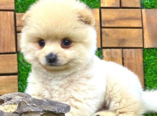 Microchipleri Mevcut Dişi Ve Erkek Pomeranian Boo Yavrularımız görsel
