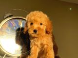 Çocuklarınıza En Güzel Arkadaş Toy Poodle Yavrular