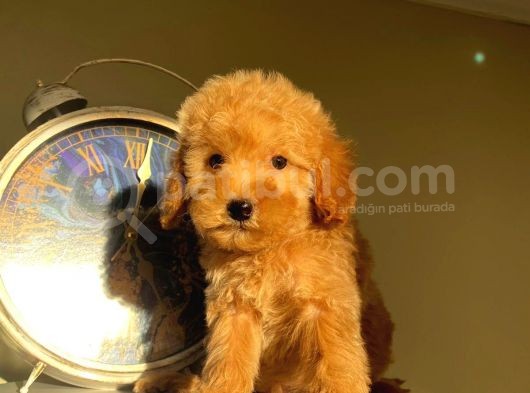 Çocuklarınıza En Güzel Arkadaş Toy Poodle Yavrular