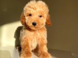 Mini Oyuncu Toy Poodle Yavrular