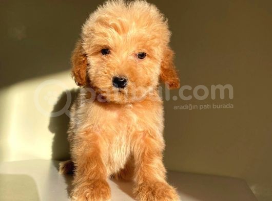 Mini Oyuncu Toy Poodle Yavrular