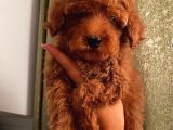 Anti̇ Alerji̇k Garanti̇li̇ Safkan Toy Poodle Yavrular