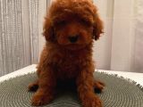 Anti̇ Alerji̇k Garanti̇li̇ Safkan Toy Poodle Yavrular