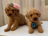 Tatlı mı Tatlı Toy Poodle Bebekler