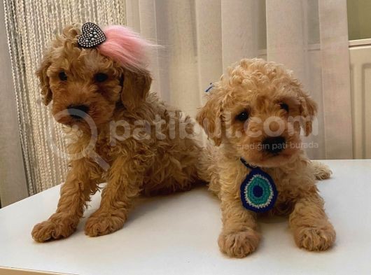 Tatlı Mı Tatlı Toy Poodle Bebekler
