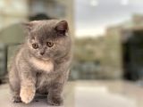British Shorthair Bebeğimiz
