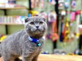 Scottish Fold Bebeğimiz