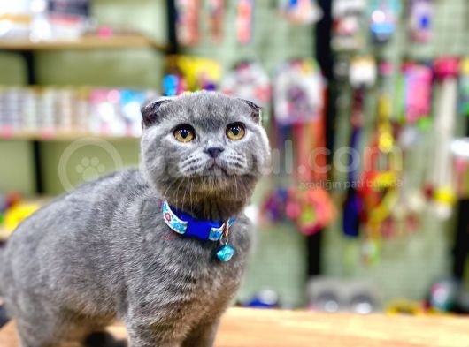 Scottish Fold Bebeğimiz