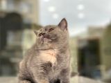 British Shorthair Bebeğimiz