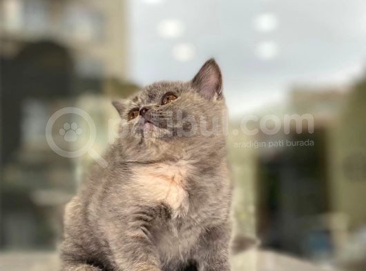 British Shorthair Bebeğimiz görsel