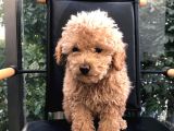 Erkek Dişi Toypoodle